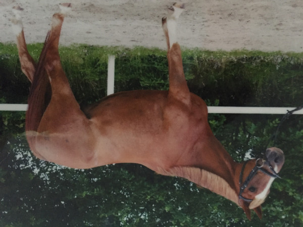 dressage horse Inver Bay (Trakehner, 2002, from Cavallieri xx)