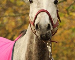 jumper Liela 2 (Hanoverian, 2012, from Levisonn 208 FIN)
