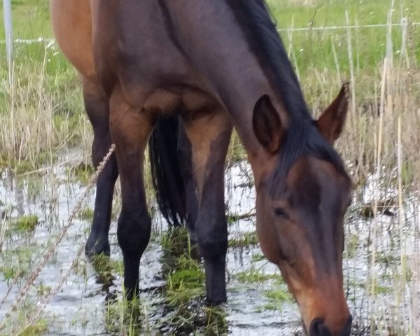 horse Texas Lightning (German Sport Horse, 2013, from Touch of Love) horse Texas Lightning (German Sport Horse, 2013, from Touch of Love)