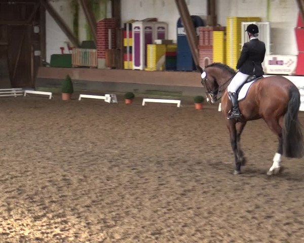 Reitturnier Hamburg-Hummelsbüttel 2018