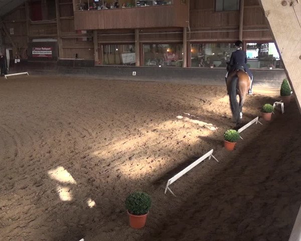 Reitturnier Hamburg-Hummelsbüttel 2018