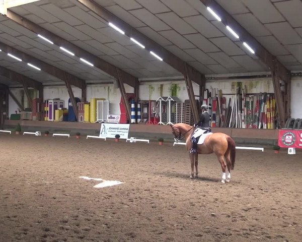 Reitturnier Hamburg-Hummelsbüttel 2018