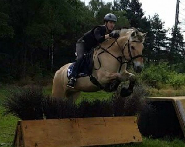 horse Ronvik S (Fjord Horse, 2008, from Robin)