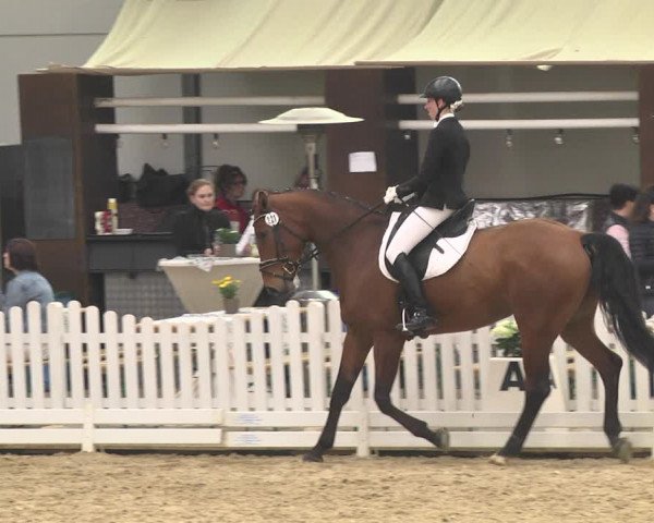Reitturnier Saarlouis 2018