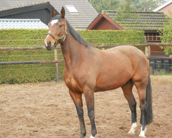 broodmare Wega (Hanoverian, 2004, from Worldly I)
