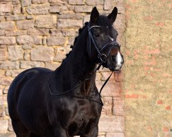 dressage horse Chayenne 310 (Zweibrücken, 2003, from Con Capitol)
