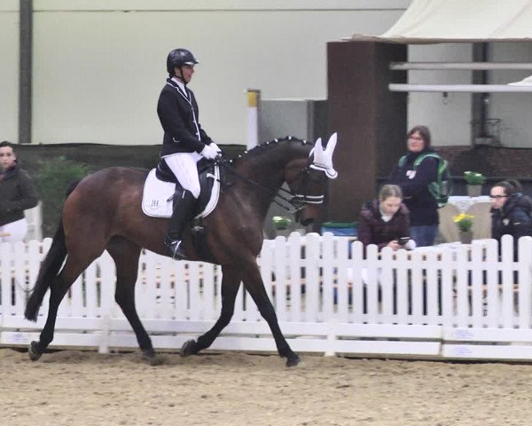 Reitturnier Saarlouis 2018