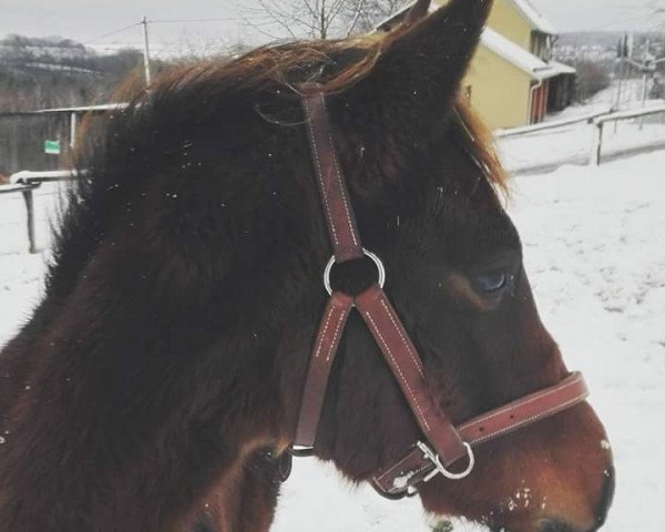 horse Limboletto (German Sport Horse, 2017, from Limbach 3)