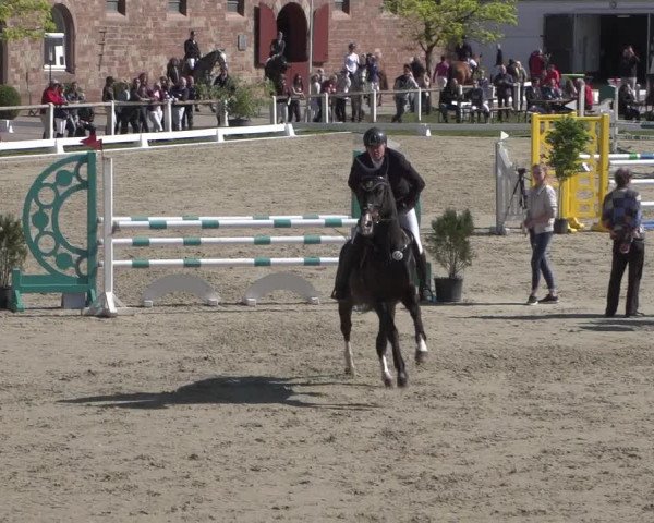 Reitturnier Zweibrücken 2018
