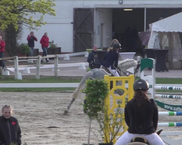 Reitturnier Zweibrücken 2018