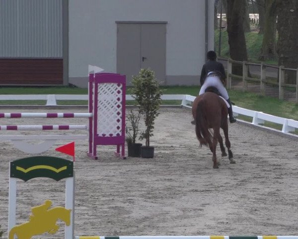 Reitturnier Zweibrücken 2018