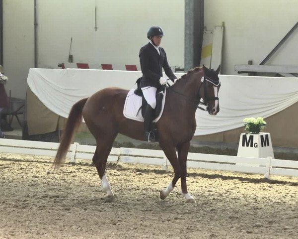 Reitturnier Saarlouis 2018