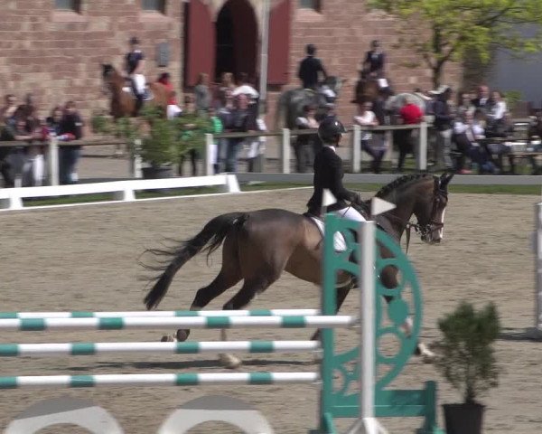 Reitturnier Zweibrücken 2018
