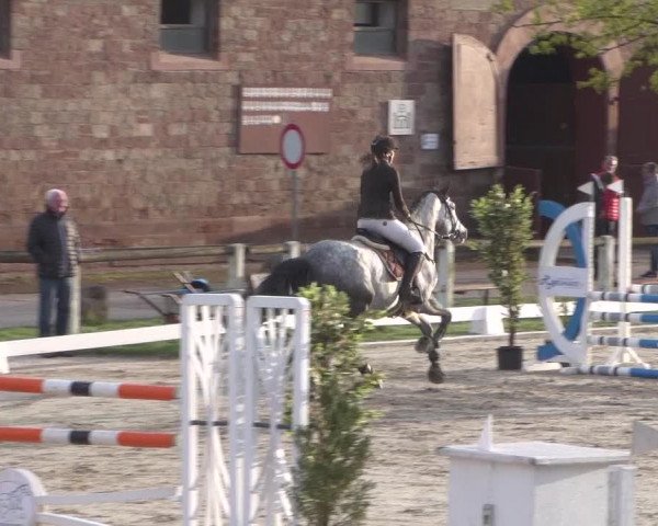 Reitturnier Zweibrücken 2018