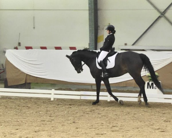 Reitturnier Saarlouis 2018