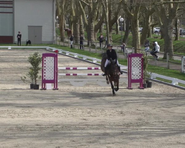 Reitturnier Zweibrücken 2018