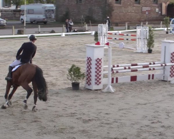 Reitturnier Zweibrücken 2018