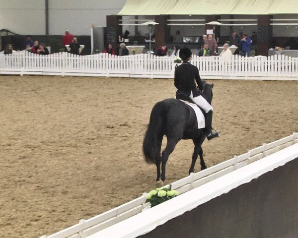 Reitturnier Saarlouis 2018