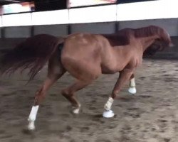 dressage horse Ravell GS (Hanoverian, 2010, from Rascalino)