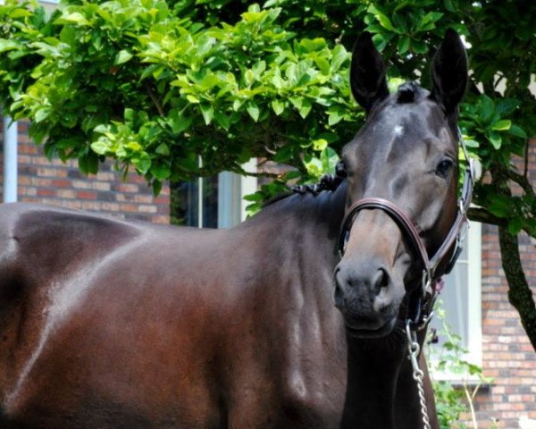 horse Saphira (Trakehner, 2014, from Hofrat)