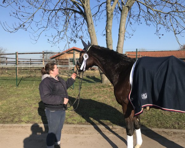 broodmare Kissberry Joy (Oldenburg, 2014, from Grey Flanell)