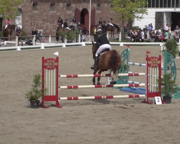 Reitturnier Zweibrücken 2018