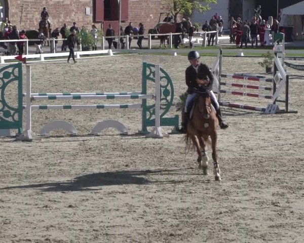 Reitturnier Zweibrücken 2018