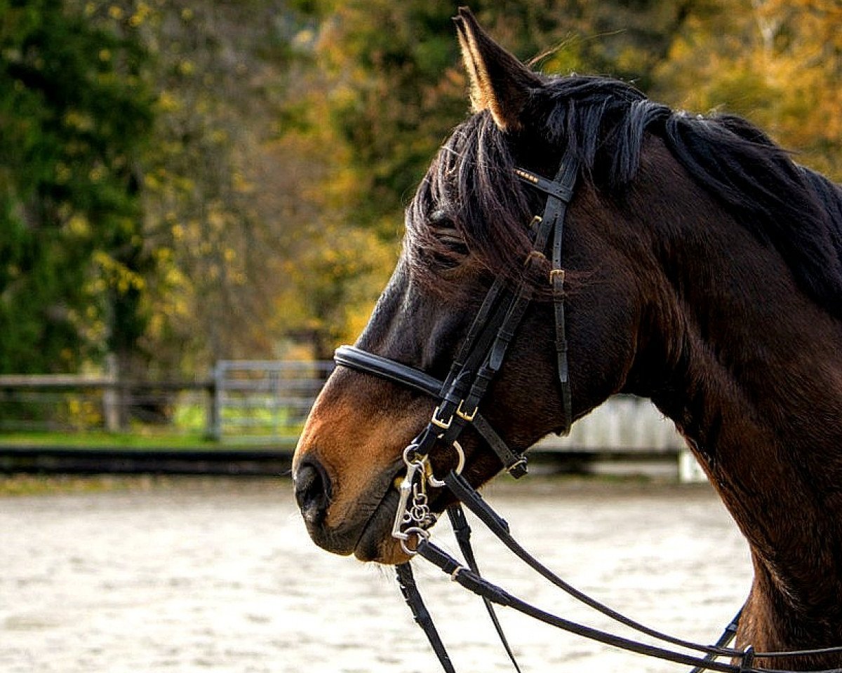 Dressurpferd Super Diesel (Trakehner, 2008, von Grafenstolz)
