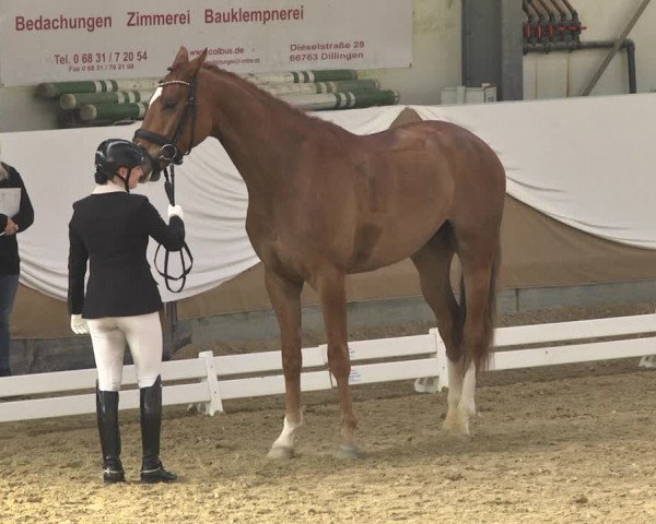 Reitturnier Saarlouis 2018
