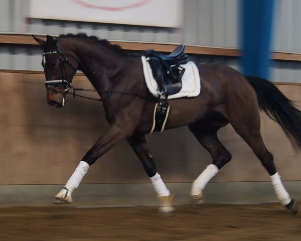 horse Freixenet (Hanoverian, 2015, from Tannenhof's Fahrenheit)
