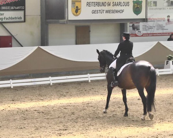 Reitturnier Saarlouis 2018