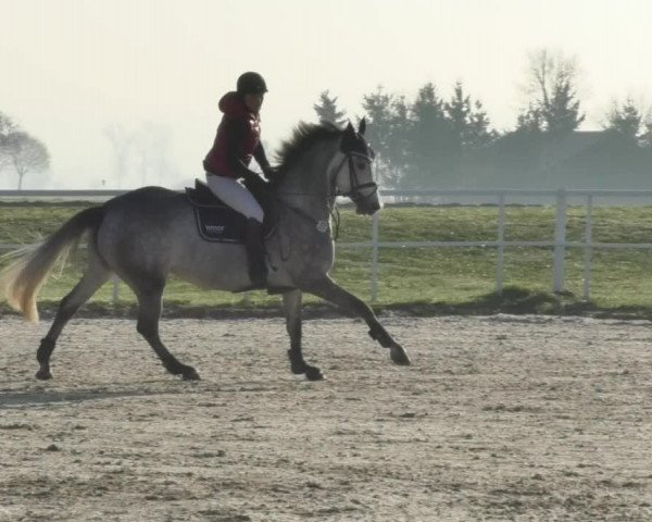 Reitturnier Langenau 2018