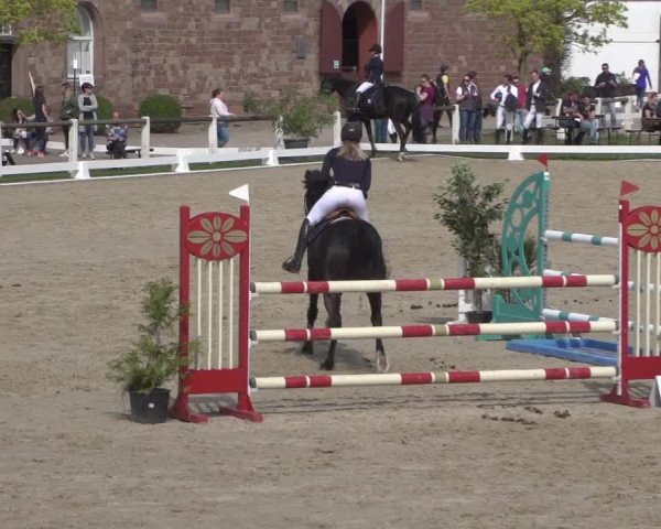 Reitturnier Zweibrücken 2018