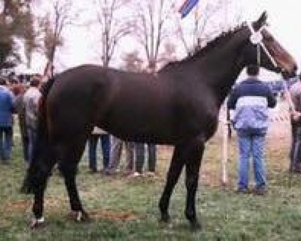 broodmare Laga (Hessian Warmblood, 1981, from Laudon)