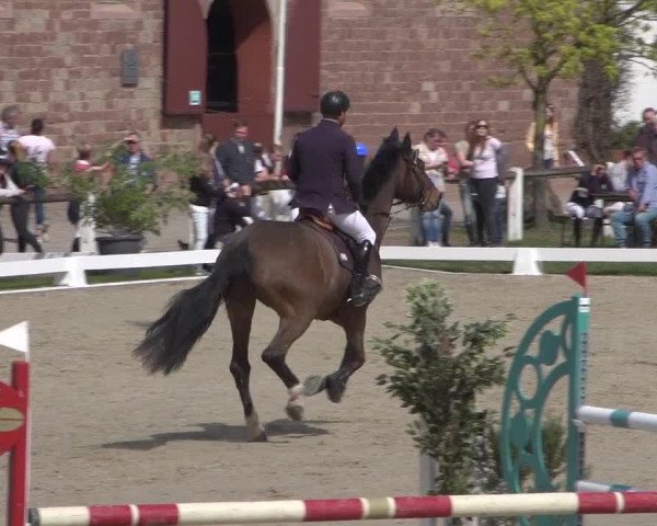 Reitturnier Zweibrücken 2018