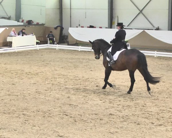 Reitturnier Saarlouis 2018