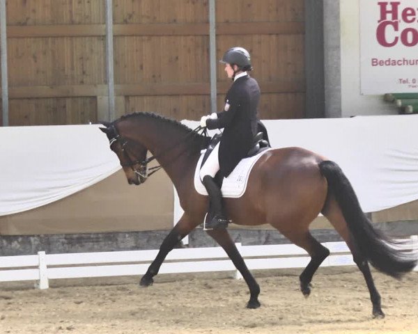 Reitturnier Saarlouis 2018