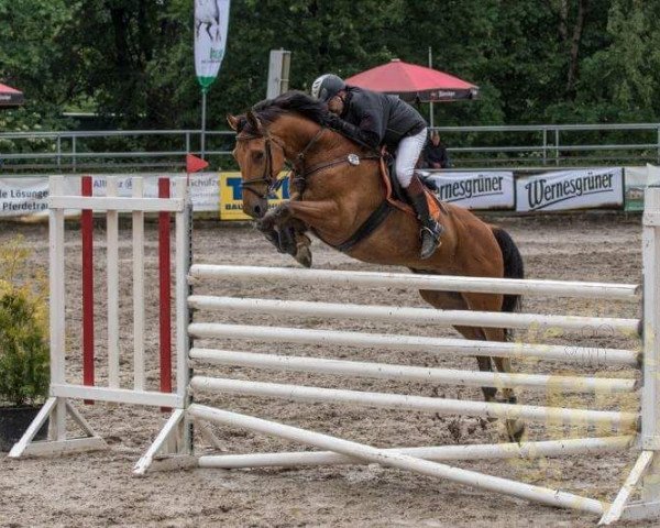 jumper Accento S (Oldenburg show jumper, 2006, from Acadius)