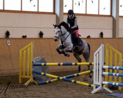 jumper Cloondergan Rose (Connemara Pony, 2006, from Robe Thunder)
