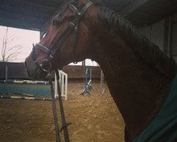 jumper Lemalian Li (Westphalian, 2012, from Lyjanero)