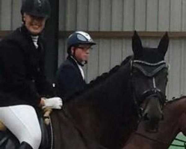 Dressurpferd Sir Silvermoon 2 (Westfale, 2006, von Show Star)