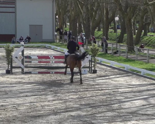 Reitturnier Zweibrücken 2018