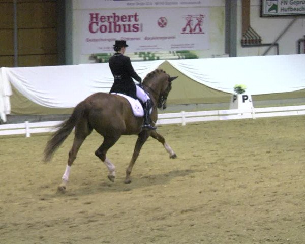 Reitturnier Saarlouis 2018