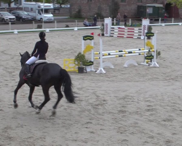 Reitturnier Zweibrücken 2018