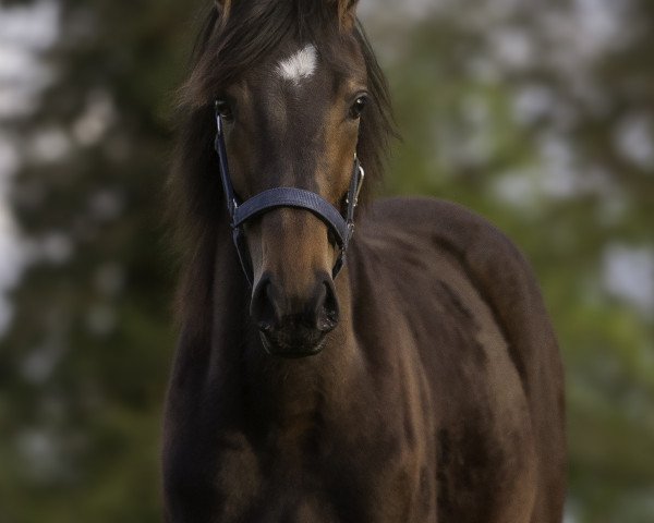 horse Contura Rubin (Westphalian, 2016, from Congress)