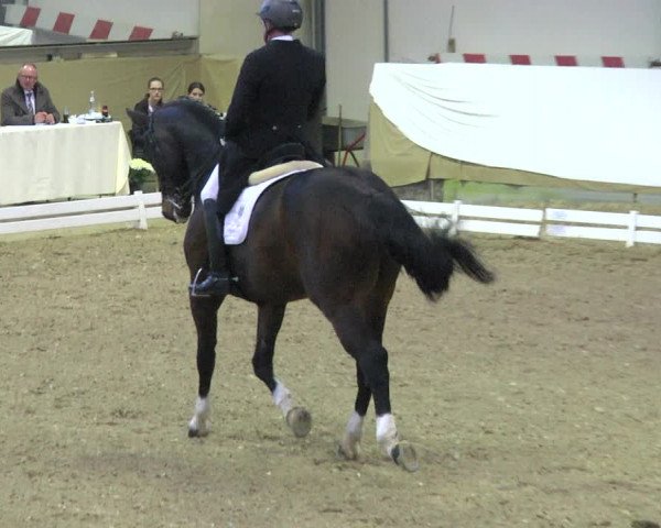 Reitturnier Saarlouis 2018