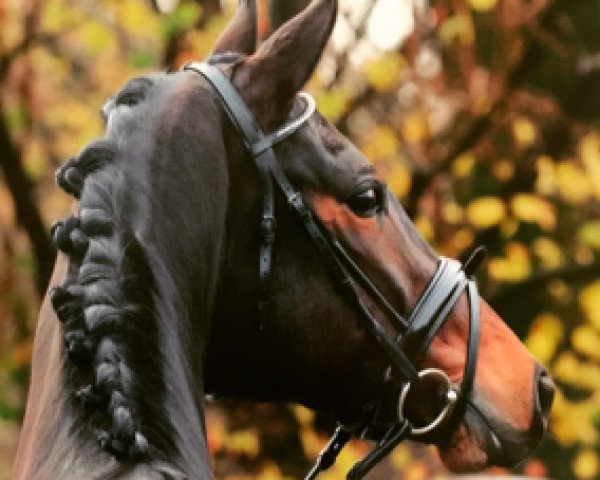dressage horse Federleicht 19 (Westphalian, 2011, from Fürstenball)