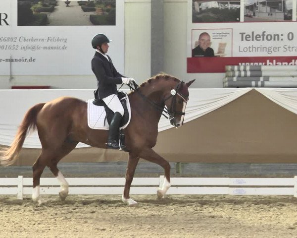 Reitturnier Saarlouis 2018