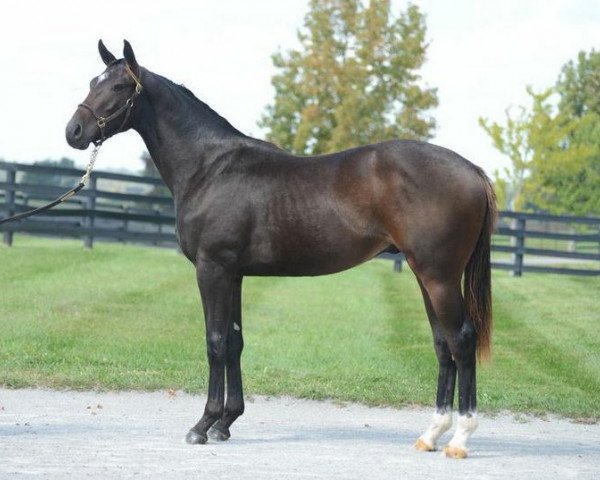 stallion Nileator xx (Thoroughbred, 2012, from Pioneerof The Nile xx)