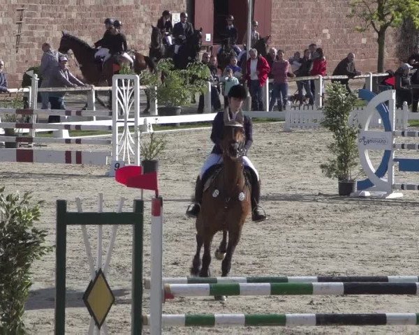 Reitturnier Zweibrücken 2018